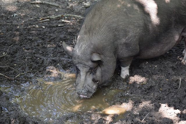 快船防守强度大幅提升，科怀-伦纳德逐渐回到巅峰水准.